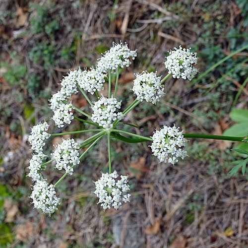 Berg-Haarstrang / Peucedanum oreoselinum