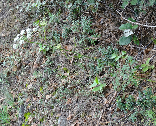 Berg-Haarstrang / Peucedanum oreoselinum