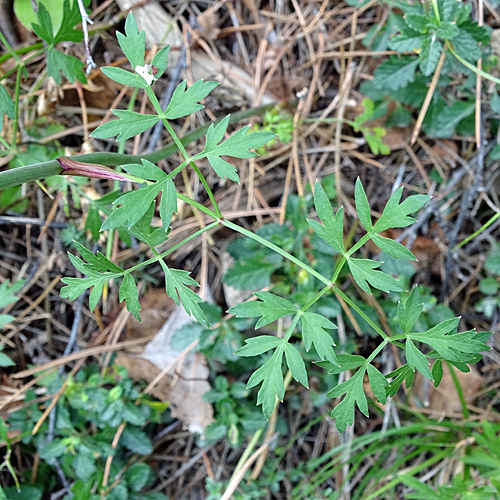 Berg-Haarstrang / Peucedanum oreoselinum