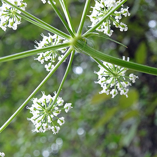 Berg-Haarstrang / Peucedanum oreoselinum