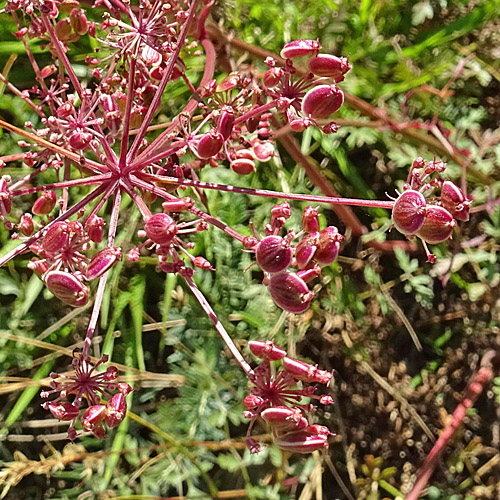 Berg-Haarstrang / Peucedanum oreoselinum