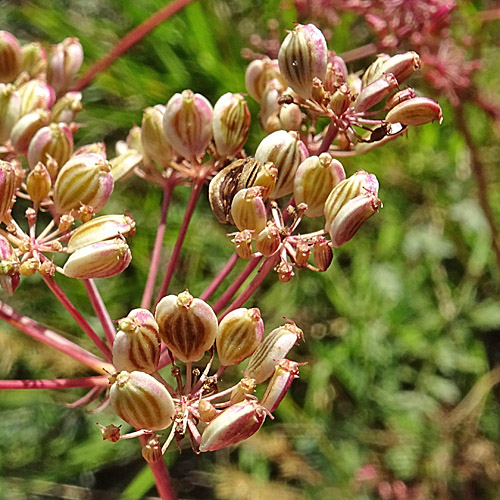 Berg-Haarstrang / Peucedanum oreoselinum