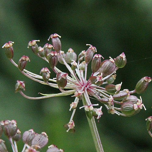 Meisterwurz / Peucedanum ostruthium