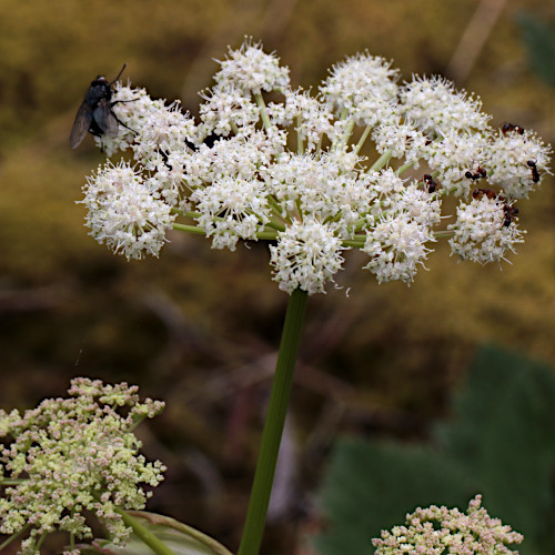 Meisterwurz / Peucedanum ostruthium