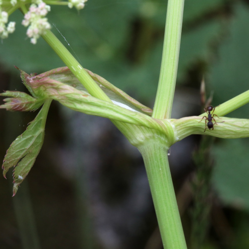 Meisterwurz / Peucedanum ostruthium