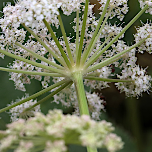 Meisterwurz / Peucedanum ostruthium