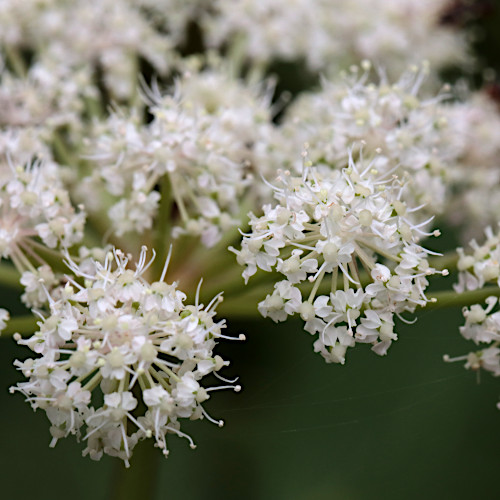 Meisterwurz / Peucedanum ostruthium