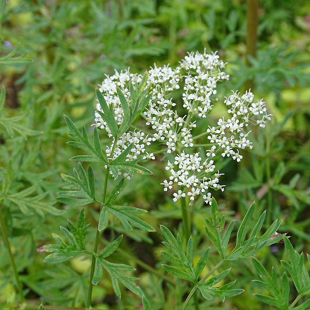 Venezianischer Haarstrang / Peucedanum venetum