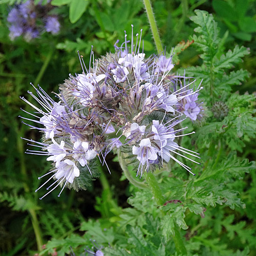 Büschelblume / Phacelia tanacetifolia