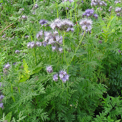 Büschelblume / Phacelia tanacetifolia