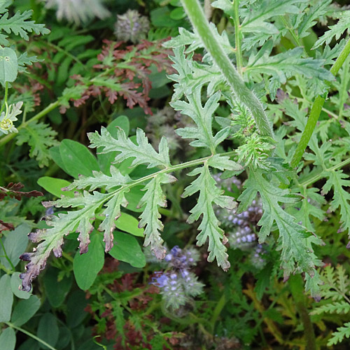 Büschelblume / Phacelia tanacetifolia