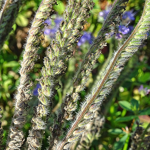 Büschelblume / Phacelia tanacetifolia