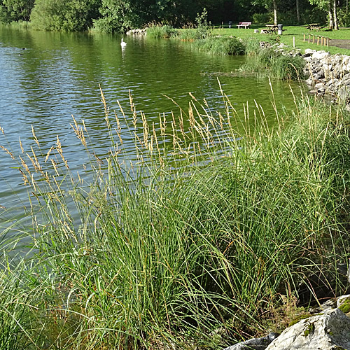 Rohr-Glanzgras / Phalaris arundinacea