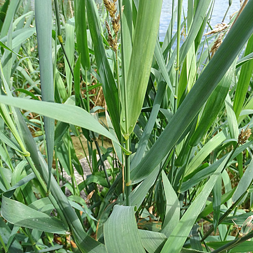 Rohr-Glanzgras / Phalaris arundinacea