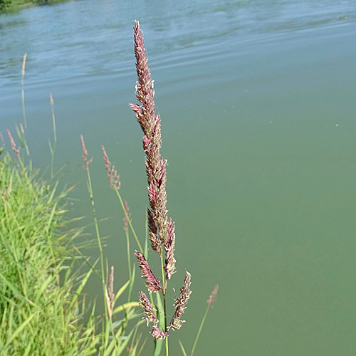 Rohr-Glanzgras / Phalaris arundinacea