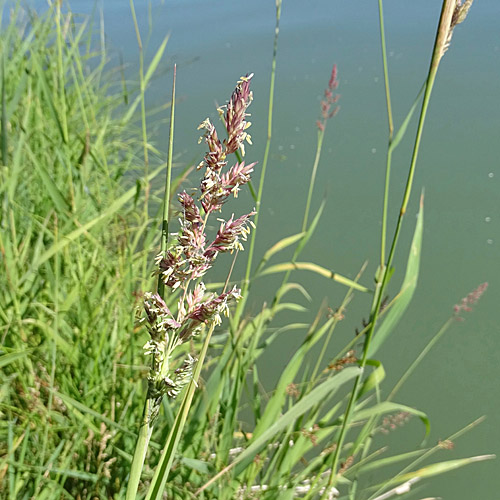 Rohr-Glanzgras / Phalaris arundinacea