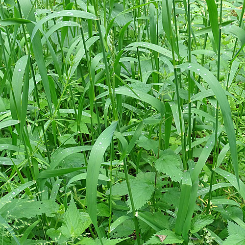 Rohr-Glanzgras / Phalaris arundinacea