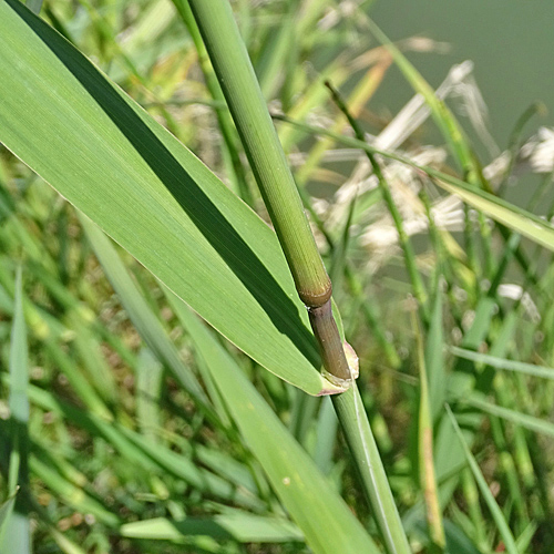 Rohr-Glanzgras / Phalaris arundinacea