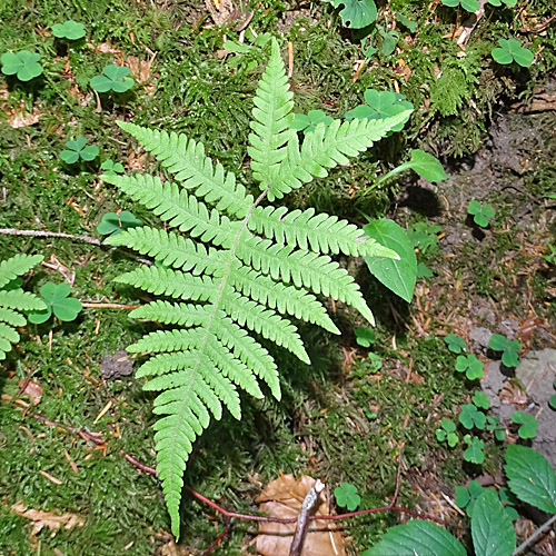 Buchenfarn / Phegopteris connectilis