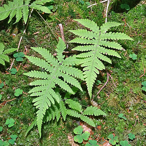 Buchenfarn / Phegopteris connectilis