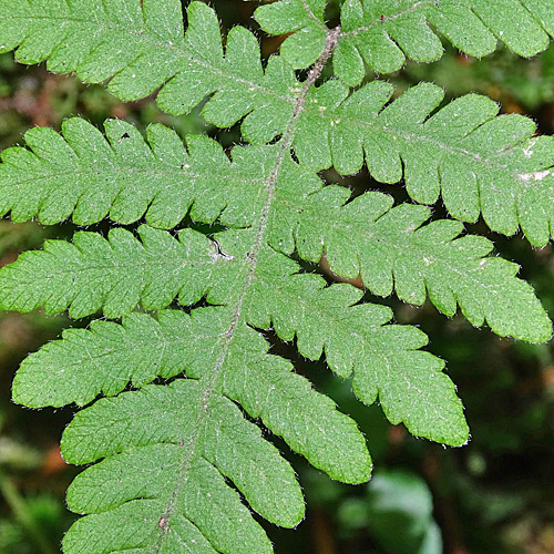 Buchenfarn / Phegopteris connectilis