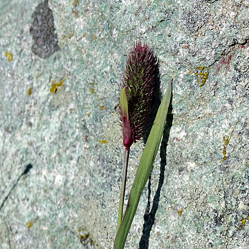 Gewöhnliches Alpen-Lieschgras / Phleum alpinum