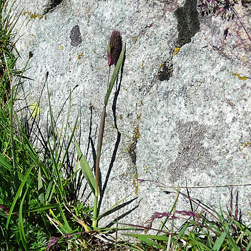 Gewöhnliches Alpen-Lieschgras / Phleum alpinum