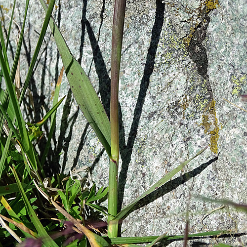 Gewöhnliches Alpen-Lieschgras / Phleum alpinum