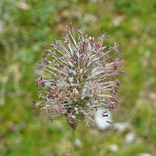 Gewöhnliches Alpen-Lieschgras / Phleum alpinum