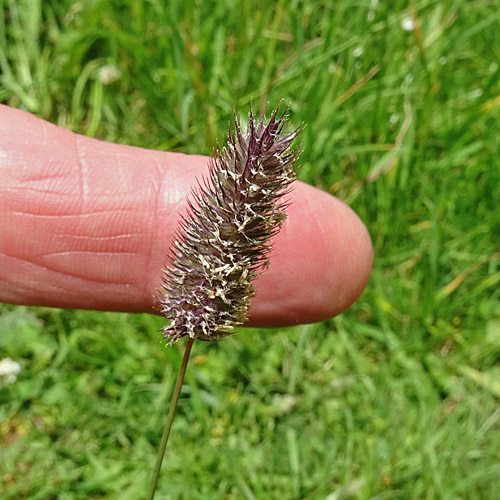 Gewöhnliches Alpen-Lieschgras / Phleum alpinum