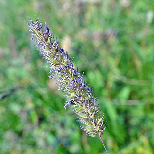 Behaartes Lieschgras / Phleum hirsutum