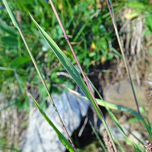 Behaartes Lieschgras / Phleum hirsutum