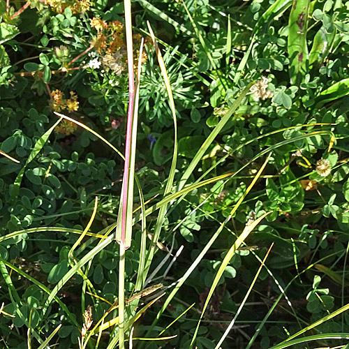 Behaartes Lieschgras / Phleum hirsutum