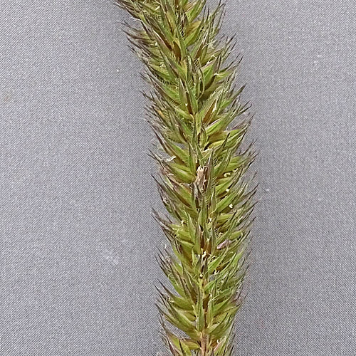 Behaartes Lieschgras / Phleum hirsutum