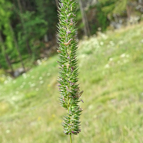 Glanz-Lieschgras / Phleum phleoides