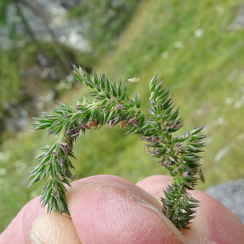 Glanz-Lieschgras / Phleum phleoides