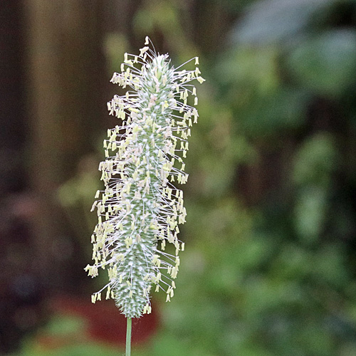 Gewöhnliches Wiesen-Lieschgras / Phleum pratense