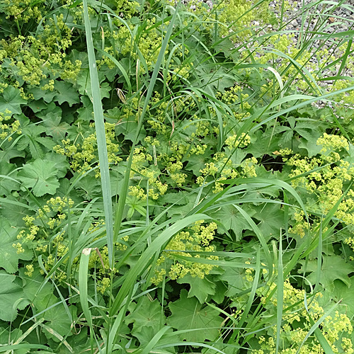 Gewöhnliches Wiesen-Lieschgras / Phleum pratense