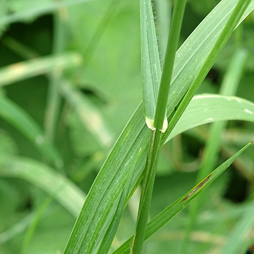 Gewöhnliches Wiesen-Lieschgras / Phleum pratense