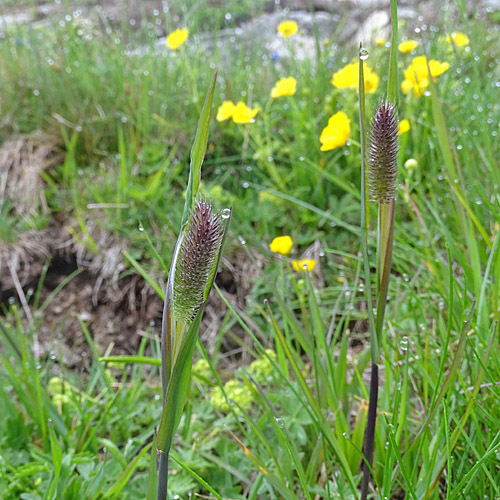 Rätisches Alpen-Lieschgras / Phleum rhaeticum