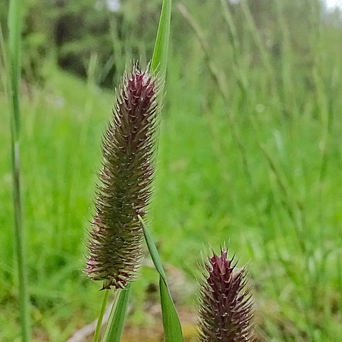 Rätisches Alpen-Lieschgras / Phleum rhaeticum