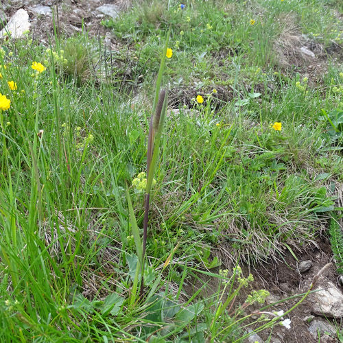 Rätisches Alpen-Lieschgras / Phleum rhaeticum