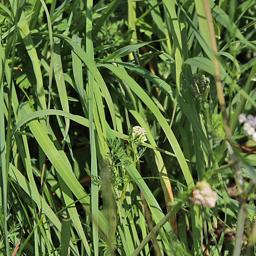 Rätisches Alpen-Lieschgras / Phleum rhaeticum