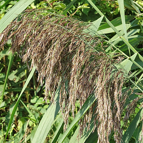 Schilf / Phragmites australis