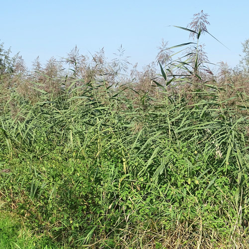 Schilf / Phragmites australis