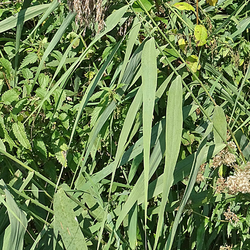 Schilf / Phragmites australis