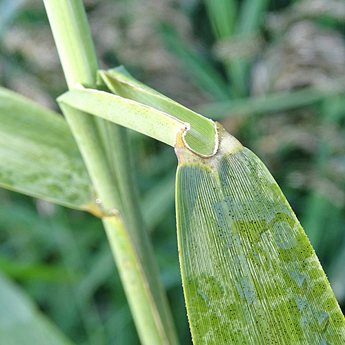 Schilf / Phragmites australis