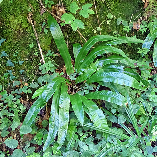 Hirschzunge / Phyllitis scolopendrium