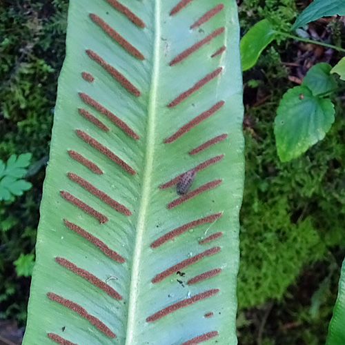 Hirschzunge / Phyllitis scolopendrium
