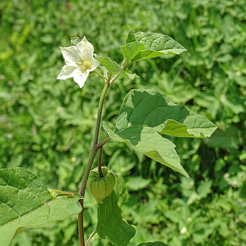 Gewöhnliche Blasenkirsche / Physalis alkekengi